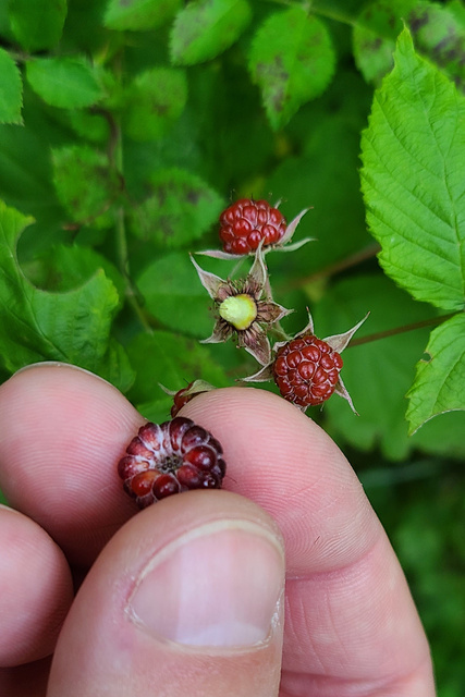 Rubus occidentalis - fruit