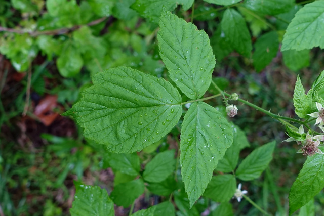 Rubus occidentalis - leaves