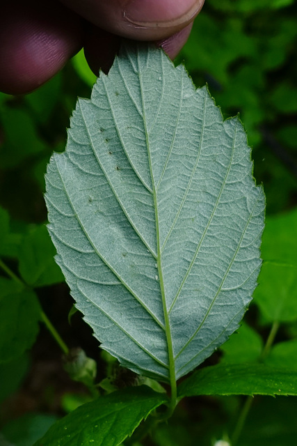 Rubus occidentalis - leaves