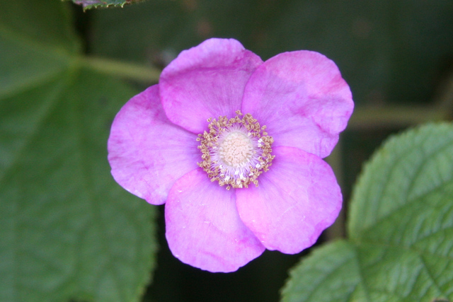 Rubus odoratus