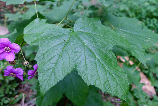 Rubus odoratus - leaves