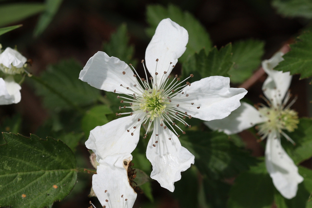 Rubus pensilvanicus