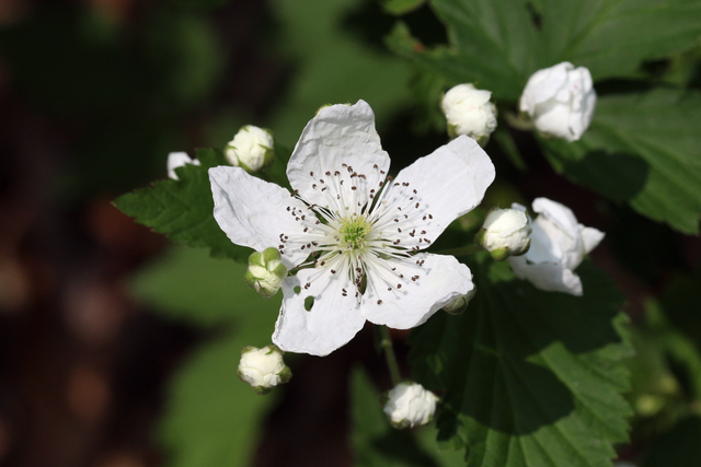 Rubus pensilvanicus