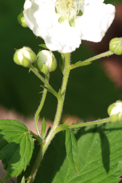 Rubus pensilvanicus