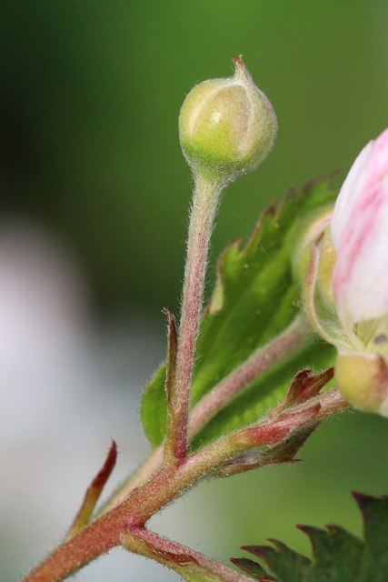 Rubus pensilvanicus