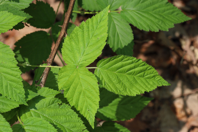 Rubus pensilvanicus - leaves