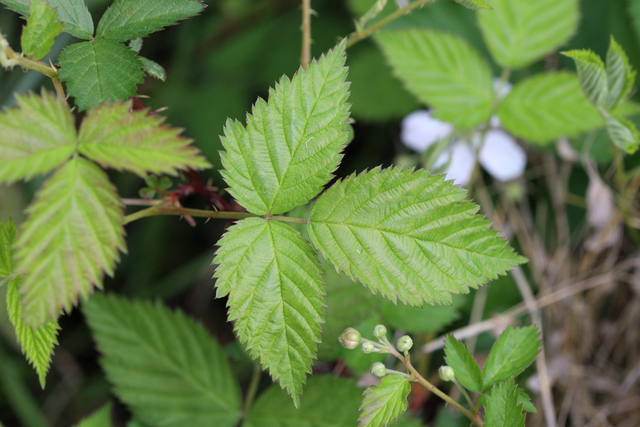 Rubus pensilvanicus - leaves