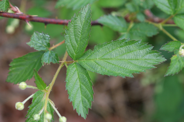 Rubus pensilvanicus - leaves