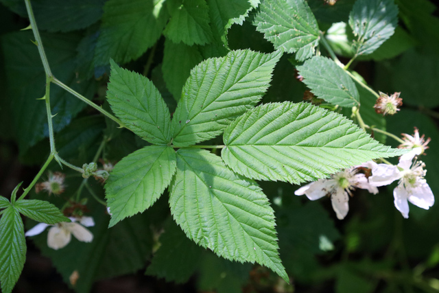 Rubus pensilvanicus - leaves