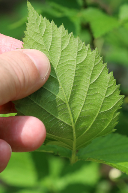 Rubus pensilvanicus - leaves