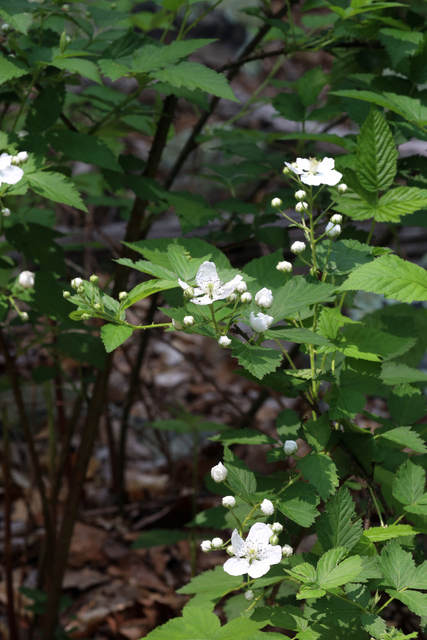 Rubus pensilvanicus - plant