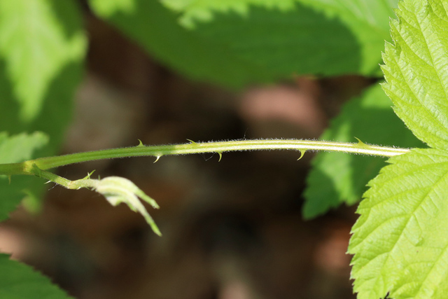 Rubus pensilvanicus - stem