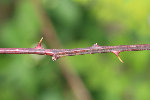 Rubus pensilvanicus - stem