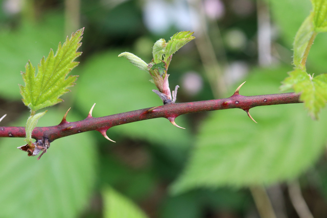 Rubus pensilvanicus - stem