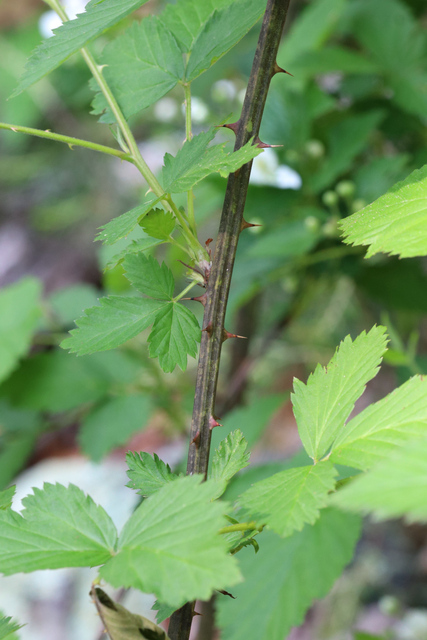 Rubus pensilvanicus - stem