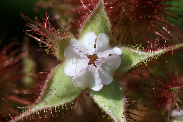 Rubus phoenicolasius