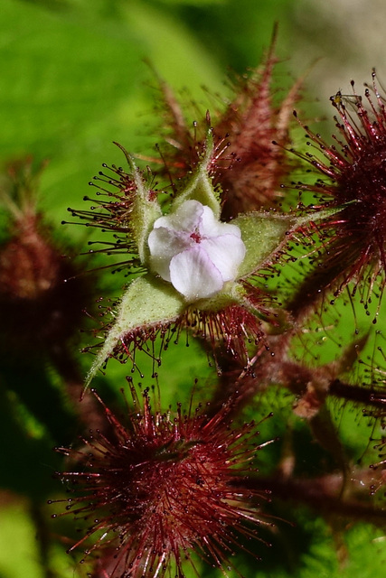 Rubus phoenicolasius