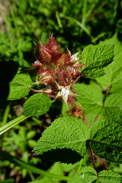 Rubus phoenicolasius