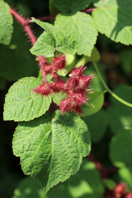 Rubus phoenicolasius