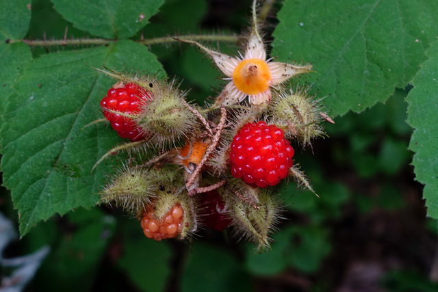 Rubus phoenicolasius - fruit