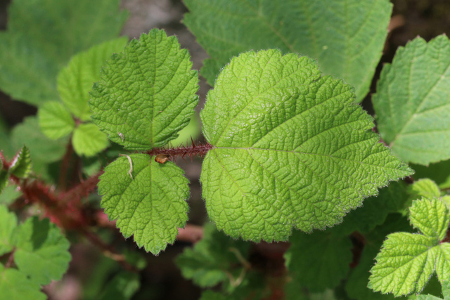 Rubus phoenicolasius - leaves