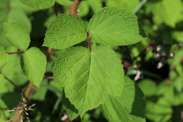 Rubus phoenicolasius - leaves