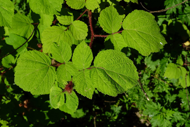 Rubus phoenicolasius - leaves