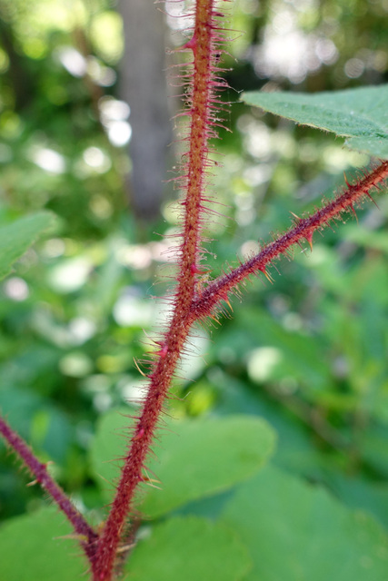 Rubus phoenicolasius - stem