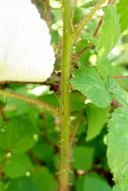 Rubus phoenicolasius - stem