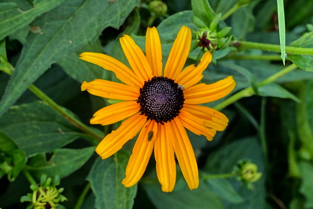 Rudbeckia fulgida