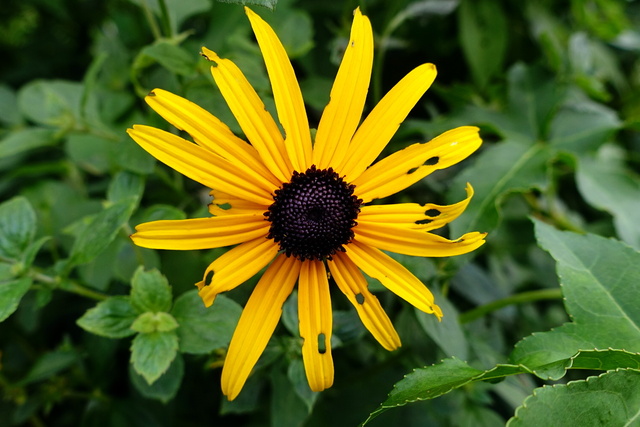 Rudbeckia fulgida