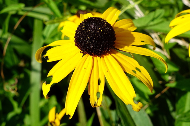 Rudbeckia fulgida