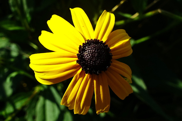 Rudbeckia fulgida