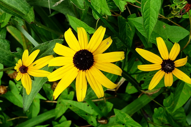 Rudbeckia fulgida