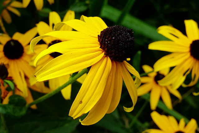 Rudbeckia fulgida