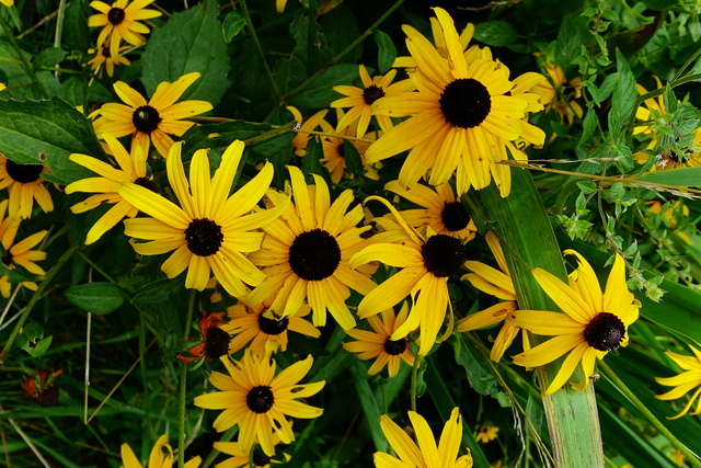 Rudbeckia fulgida