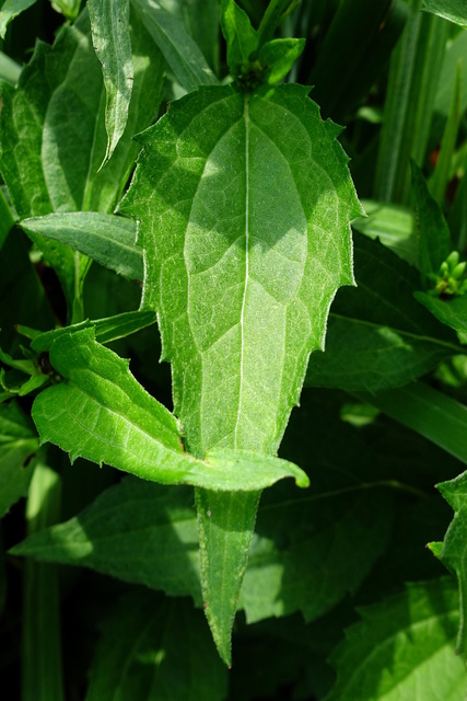 Rudbeckia fulgida - leaves