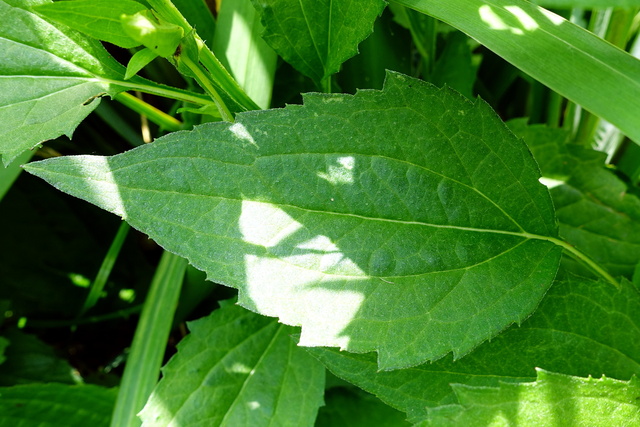 Rudbeckia fulgida - lower leaves