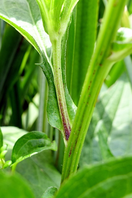 Rudbeckia fulgida - stem