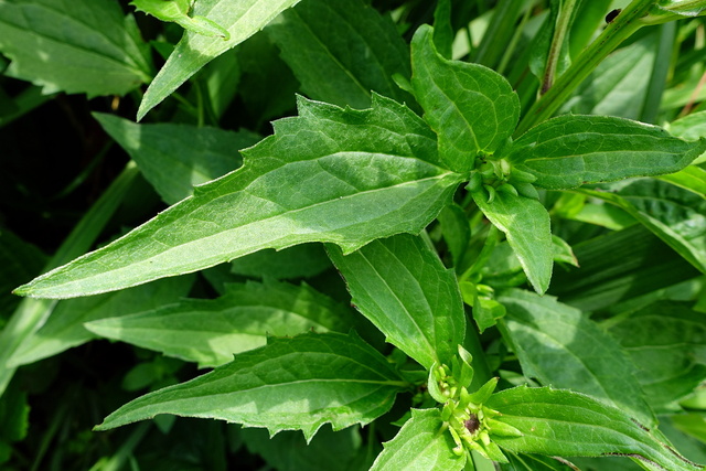 Rudbeckia fulgida - upper leaves