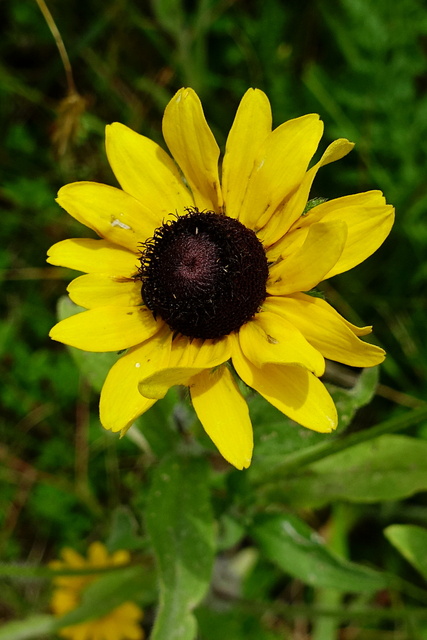 Rudbeckia hirta