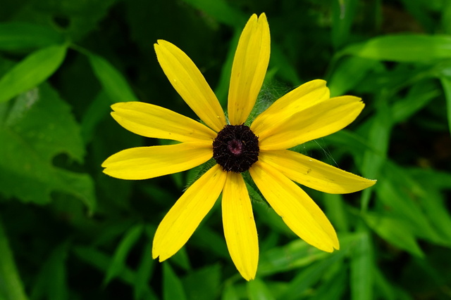 Rudbeckia hirta