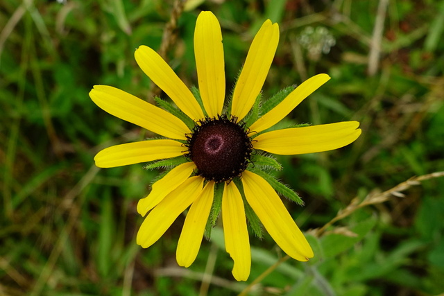 Rudbeckia hirta