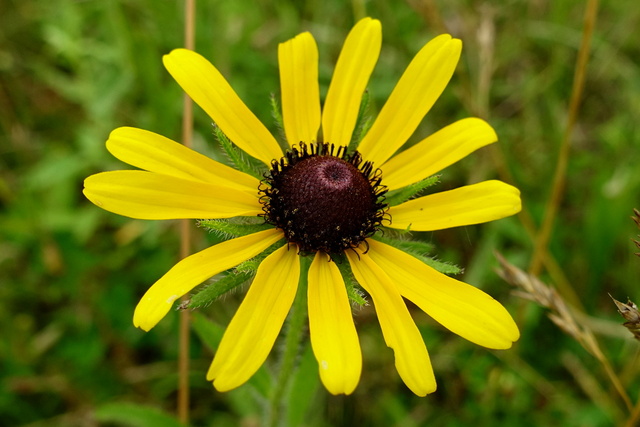 Rudbeckia hirta