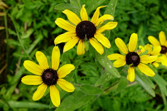 Rudbeckia hirta