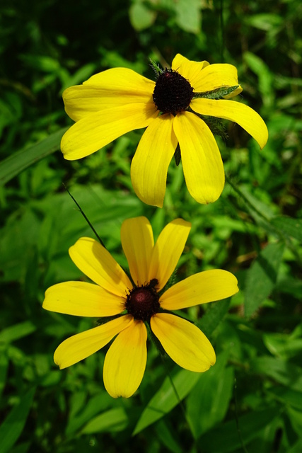 Rudbeckia hirta