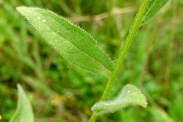 Rudbeckia hirta - leaves