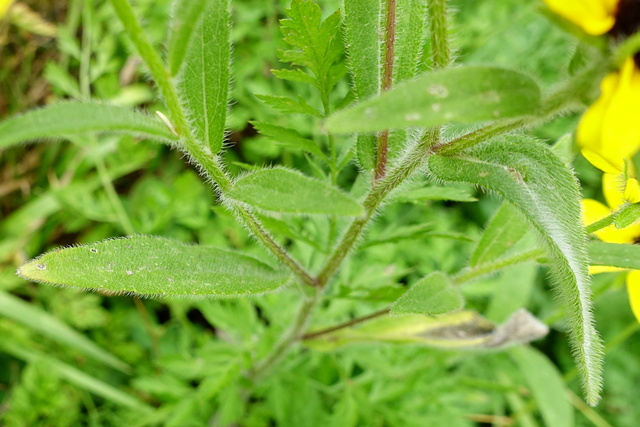 Rudbeckia hirta - leaves