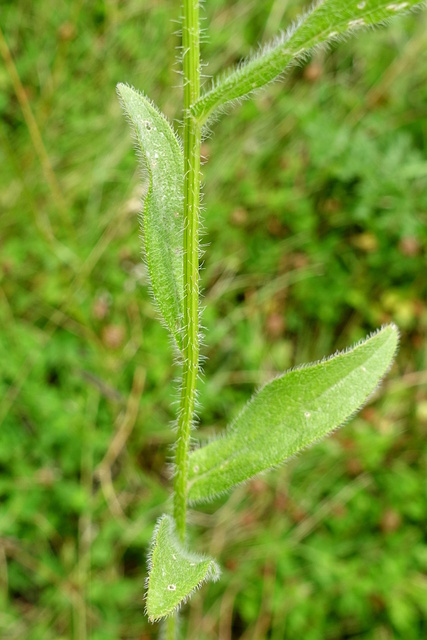 Rudbeckia hirta - stem