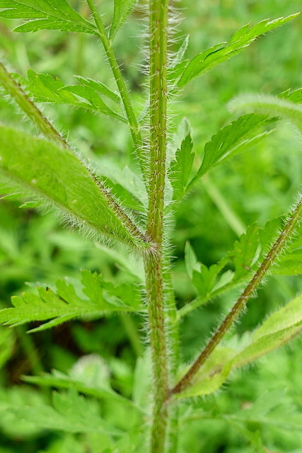 Rudbeckia hirta - stem